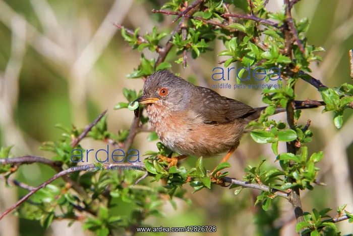 : Dartford Warbler - female - with insects : Dartford Warbler - female - with insects