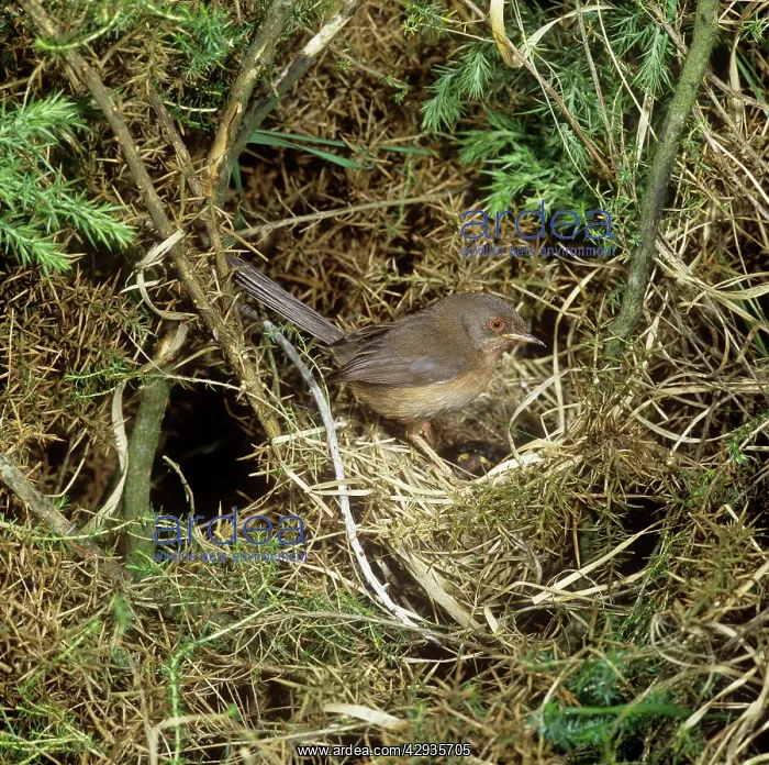 : Dartford Warbler - female at nestS : Dartford Warbler - female at nestS