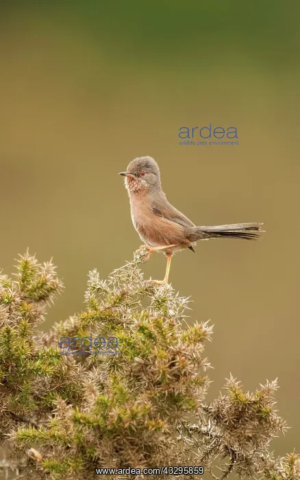 : Dartford Warbler - on gorse bush : Dartford Warbler - on gorse bush