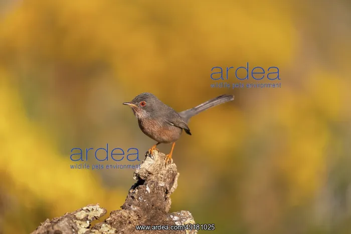  : Dartford Warbler - Male - Gorse Flowering in Background - UK