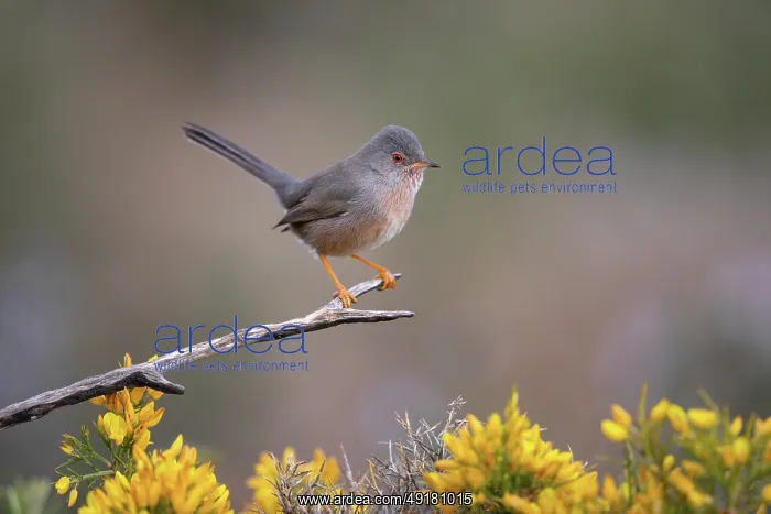  : Dartford Warbler - Male - on Gorse - UK
