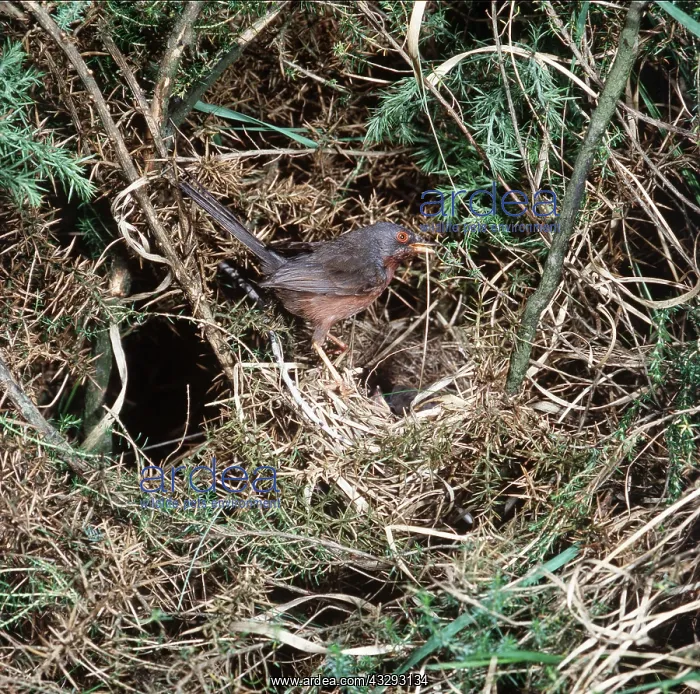  : DARTFORD WARBLER - Male at nest