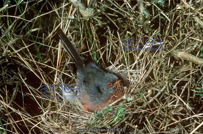 : Dartford Warbler - on nestS : Dartford Warbler - on nestS