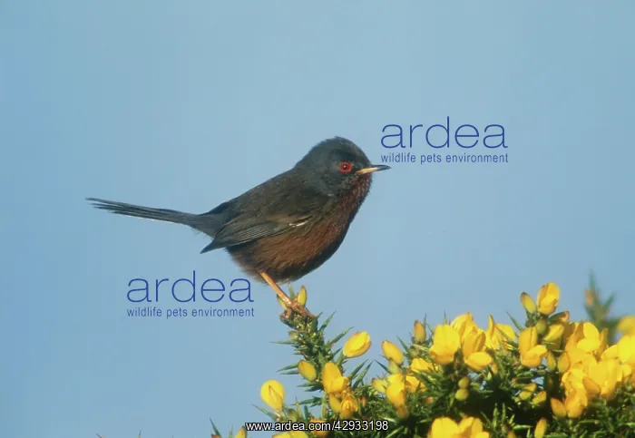: Dartford Warbler - Perched on Gorse, April : Dartford Warbler - Perched on Gorse, April