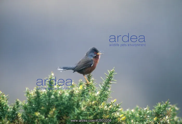: Dartford Warbler - Perched on Gorse, singing. April : Dartford Warbler - Perched on Gorse, singing. April