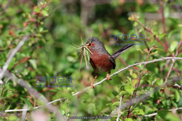 : Dartford Warbler (Sylvia undata), feeding, Ile d'Yeu : Dartford Warbler (Sylvia undata), feeding, Ile d'Yeu