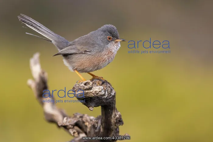 : Dartford warbler (Sylvia undata) on branch, Valencia : Dartford warbler (Sylvia undata) on branch, Valencia