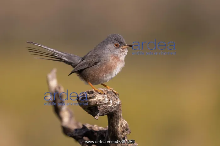 : Dartford warbler (Sylvia undata), female on branch : Dartford warbler (Sylvia undata), female on branch