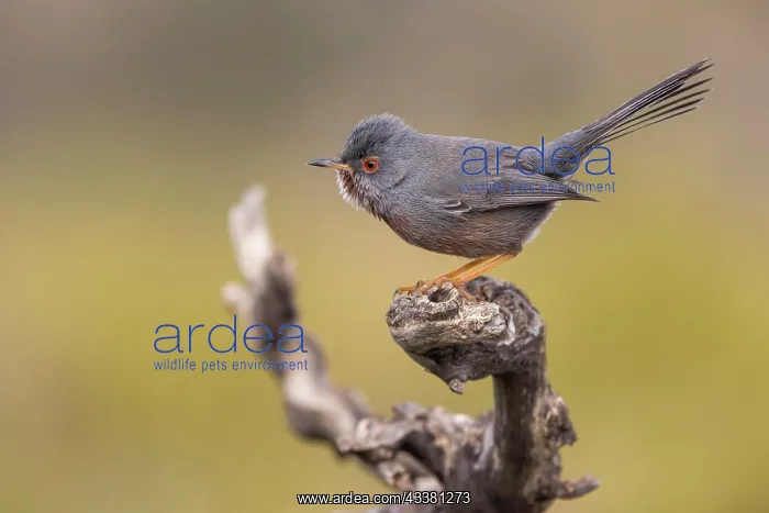 : Dartford warbler (Sylvia undata), male on branch : Dartford warbler (Sylvia undata), male on branch