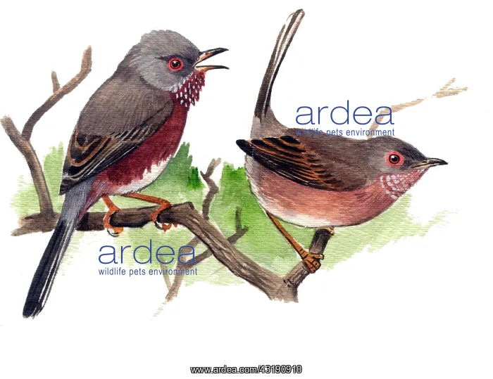 : Dartford Warbler (Sylvia undata) singing male left and female right : Dartford Warbler (Sylvia undata) singing male left and female right
