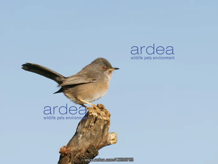 : Dartford Warbler Sylvia undata Valencia, Spain BI035772 : Dartford Warbler Sylvia undata Valencia, Spain BI035772
