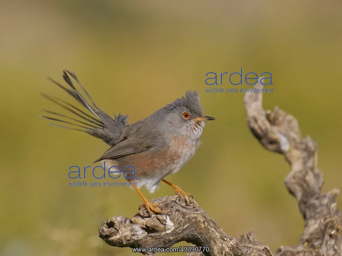 : Dartford Warbler Sylvia undata Valencia, Spain BI035793 : Dartford Warbler Sylvia undata Valencia, Spain BI035793