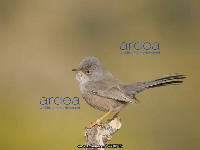 : Dartford Warbler Sylvia undata Valencia, Spain BI035805 : Dartford Warbler Sylvia undata Valencia, Spain BI035805