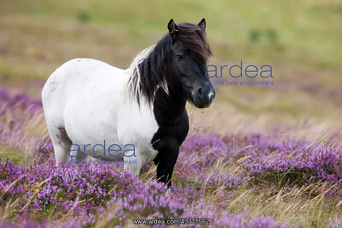 : Dartmoor Hill Highland Pony, black pied, blooming : Dartmoor Hill Highland Pony, black pied, blooming