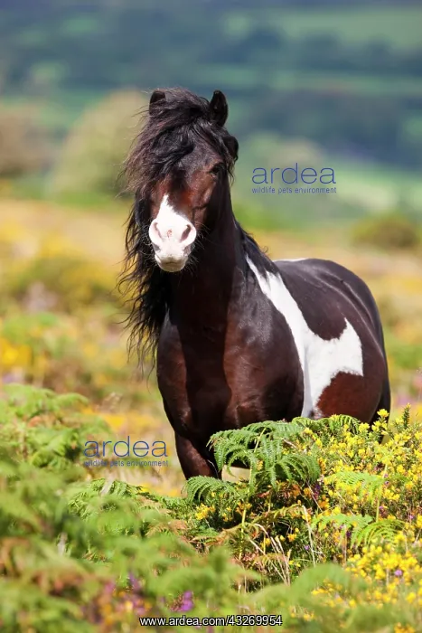 : Dartmoor Hill Highland Pony, brown white spotted : Dartmoor Hill Highland Pony, brown white spotted