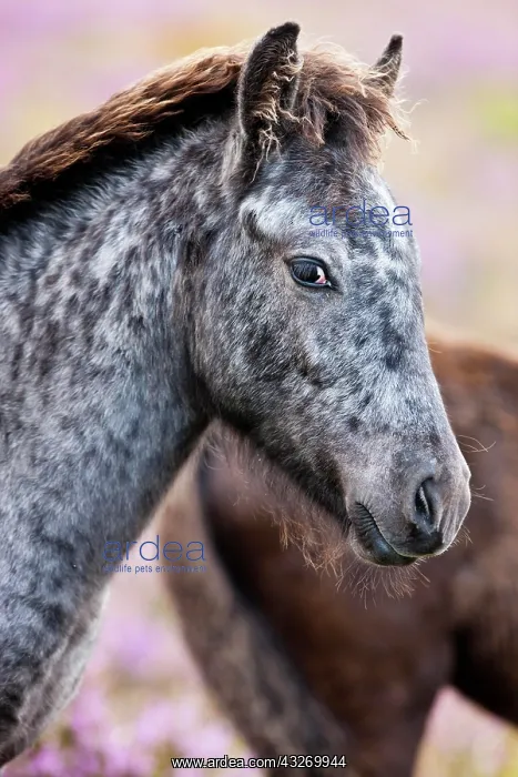  : Dartmoor Hill Highland pony, colt, portrait, Dartmoor