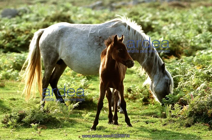  : DARTMOOR HORSE - branded adult grazing with foal in sunlight