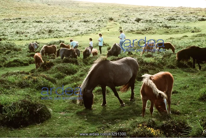 : DARTMOOR HORSES - ponies grazing on moorland, with people : DARTMOOR HORSES - ponies grazing on moorland, with people