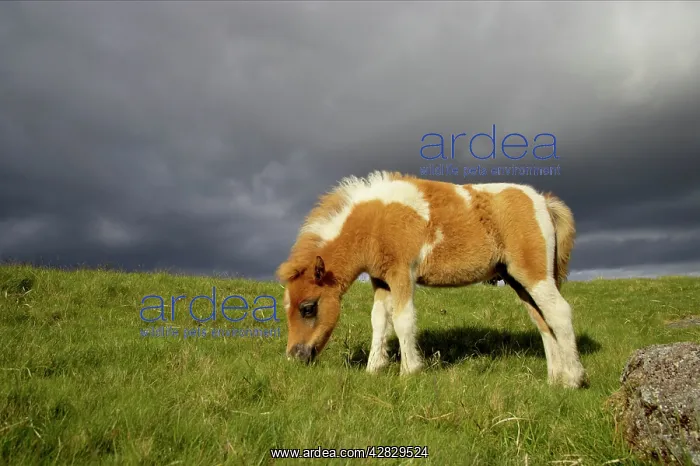 : Dartmoor Ponies : Dartmoor Ponies