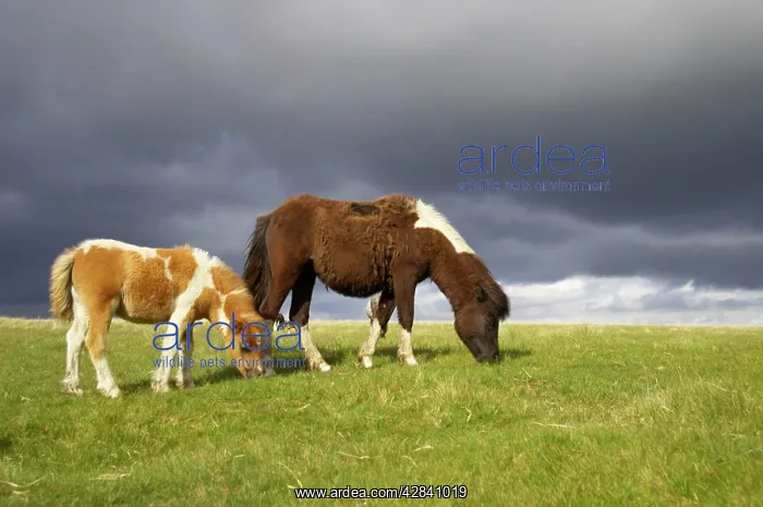 : Dartmoor Ponies : Dartmoor Ponies