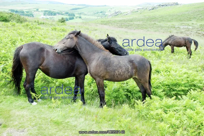 : Dartmoor Ponies engaged in mutual grooming : Dartmoor Ponies engaged in mutual grooming