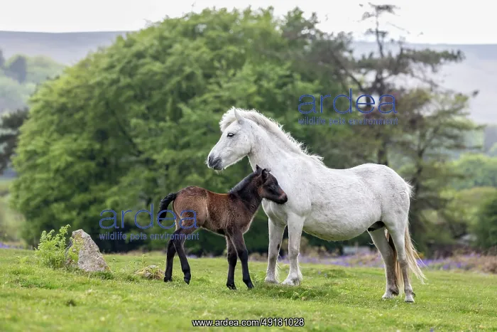 : Dartmoor Ponies - Foal - with Mare - Devon - UK : Dartmoor Ponies - Foal - with Mare - Devon - UK