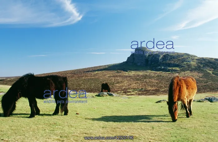  : Dartmoor Ponies - With Haytor in background
