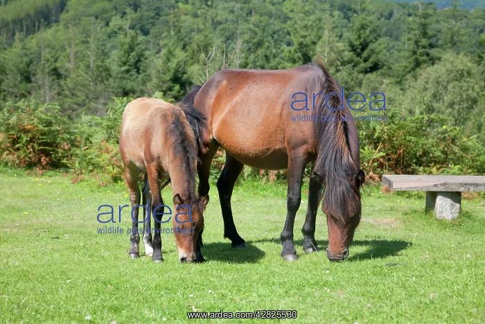 : Dartmoor Ponies - mare and foal : Dartmoor Ponies - mare and foal