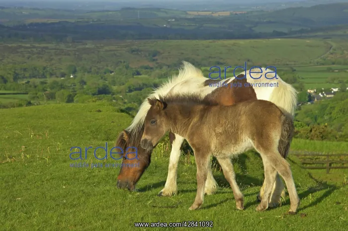 : Dartmoor Ponies - on moors with Tavy Valley below : Dartmoor Ponies - on moors with Tavy Valley below