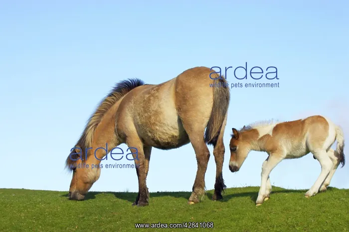 : Dartmoor Ponies - mother and foal : Dartmoor Ponies - mother and foal