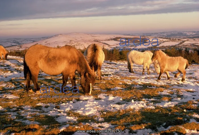  : DARTMOOR PONIES-ON MOOR