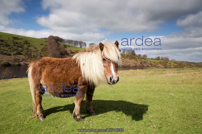 : Dartmoor Pony : Dartmoor Pony