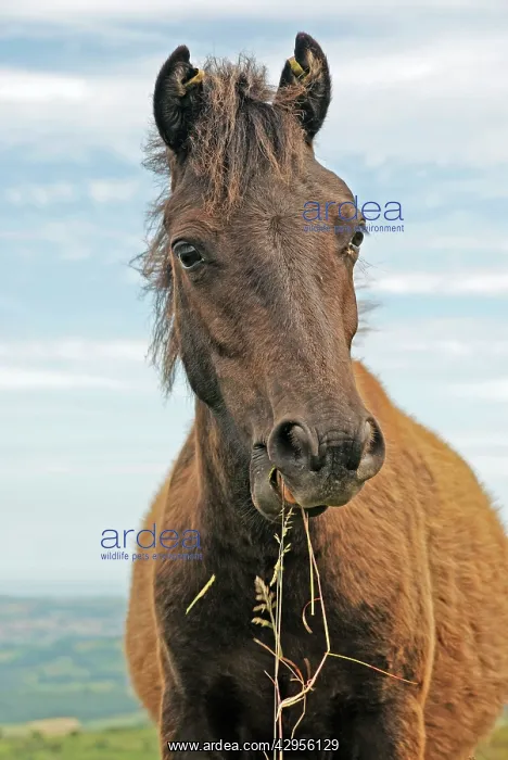 : Dartmoor Pony eating fresh grasses : Dartmoor Pony eating fresh grasses