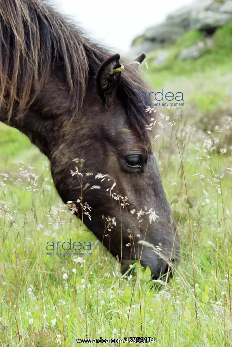 : Dartmoor Pony eating fresh grasses : Dartmoor Pony eating fresh grasses