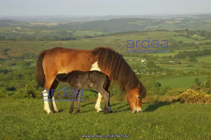 : Dartmoor Pony - on moors with Tavy Valley below : Dartmoor Pony - on moors with Tavy Valley below
