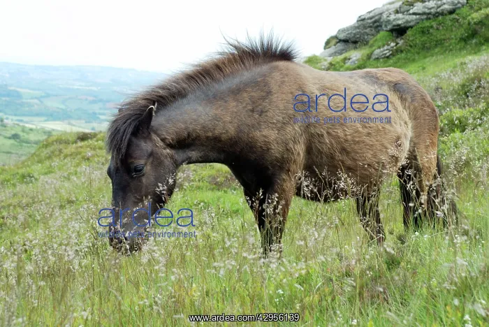 : Dartmoor Pony - moulting from its winter coat : Dartmoor Pony - moulting from its winter coat
