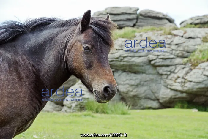 : Dartmoor Pony with typical granite Tor in the background : Dartmoor Pony with typical granite Tor in the background