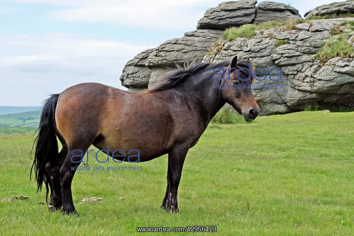 : Dartmoor Pony with typical granite Tor in the background : Dartmoor Pony with typical granite Tor in the background