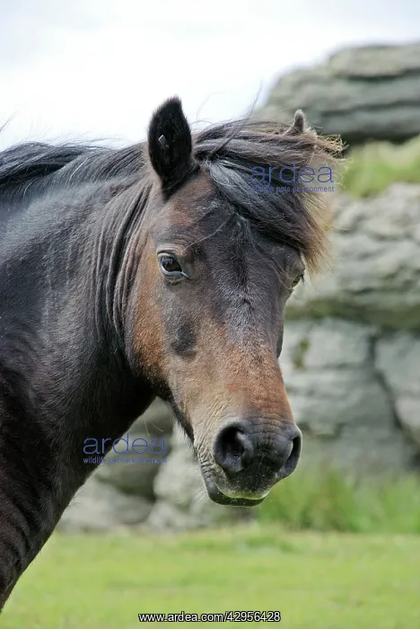  : Dartmoor Pony with typical granite Tor in the background
