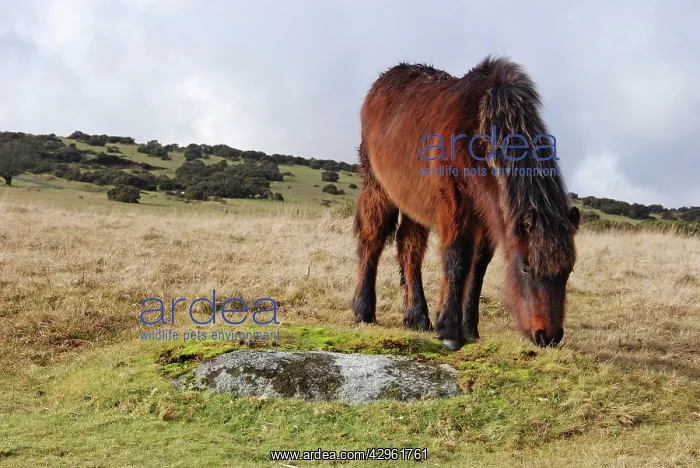 : Dartmoor Pony in winter coat eating the last of : Dartmoor Pony in winter coat eating the last of