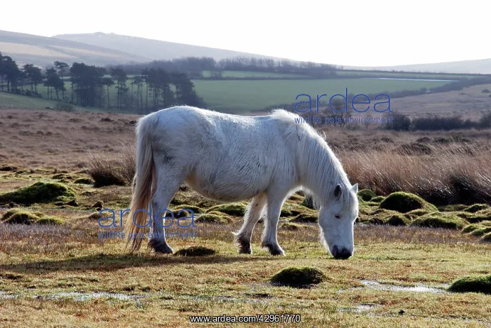 : Dartmoor Pony in winter coat eating the last of : Dartmoor Pony in winter coat eating the last of