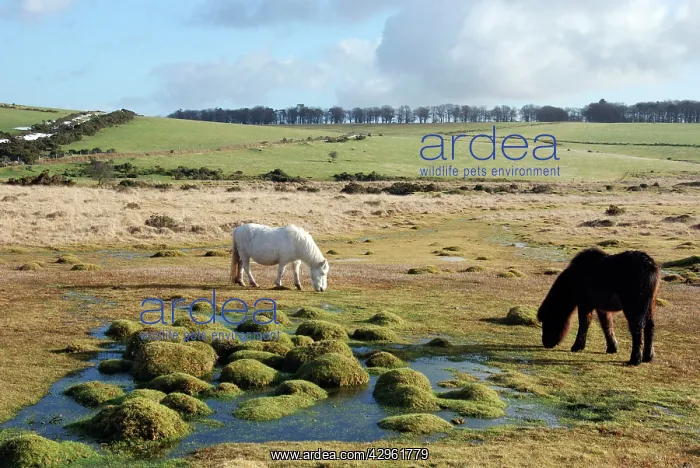 : Dartmoor Pony in winter coat eating the last of : Dartmoor Pony in winter coat eating the last of