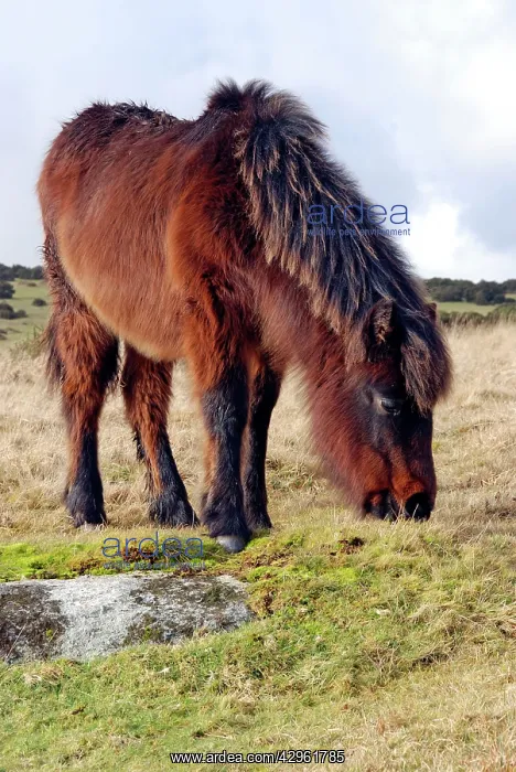 : Dartmoor Pony in winter coat eating the last of