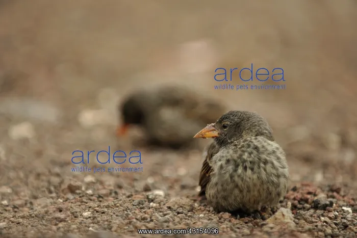 : Darwin Finch : Darwin Finch