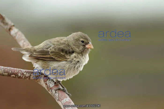 : Darwin Finch : Darwin Finch