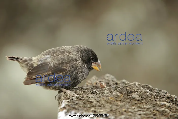 : Darwin Finch : Darwin Finch