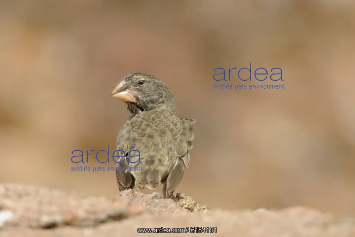 : Darwin Finch : Darwin Finch