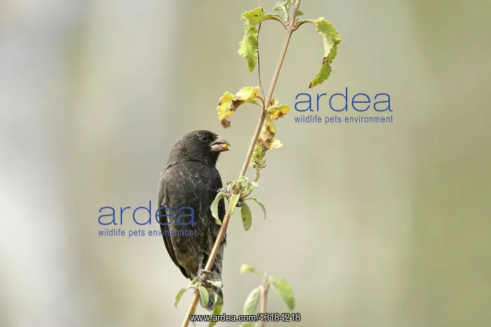 : Darwin Finch : Darwin Finch