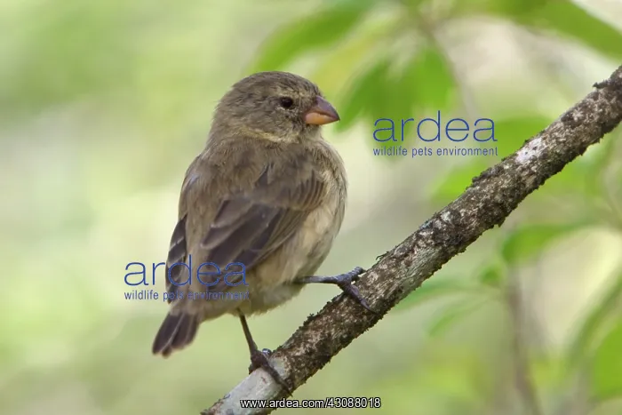 : Darwin Finch female : Darwin Finch female