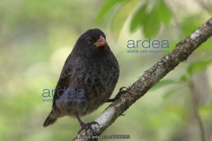 : Darwin Finch male : Darwin Finch male